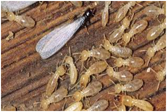 Termite Image